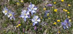 Columbines 0168